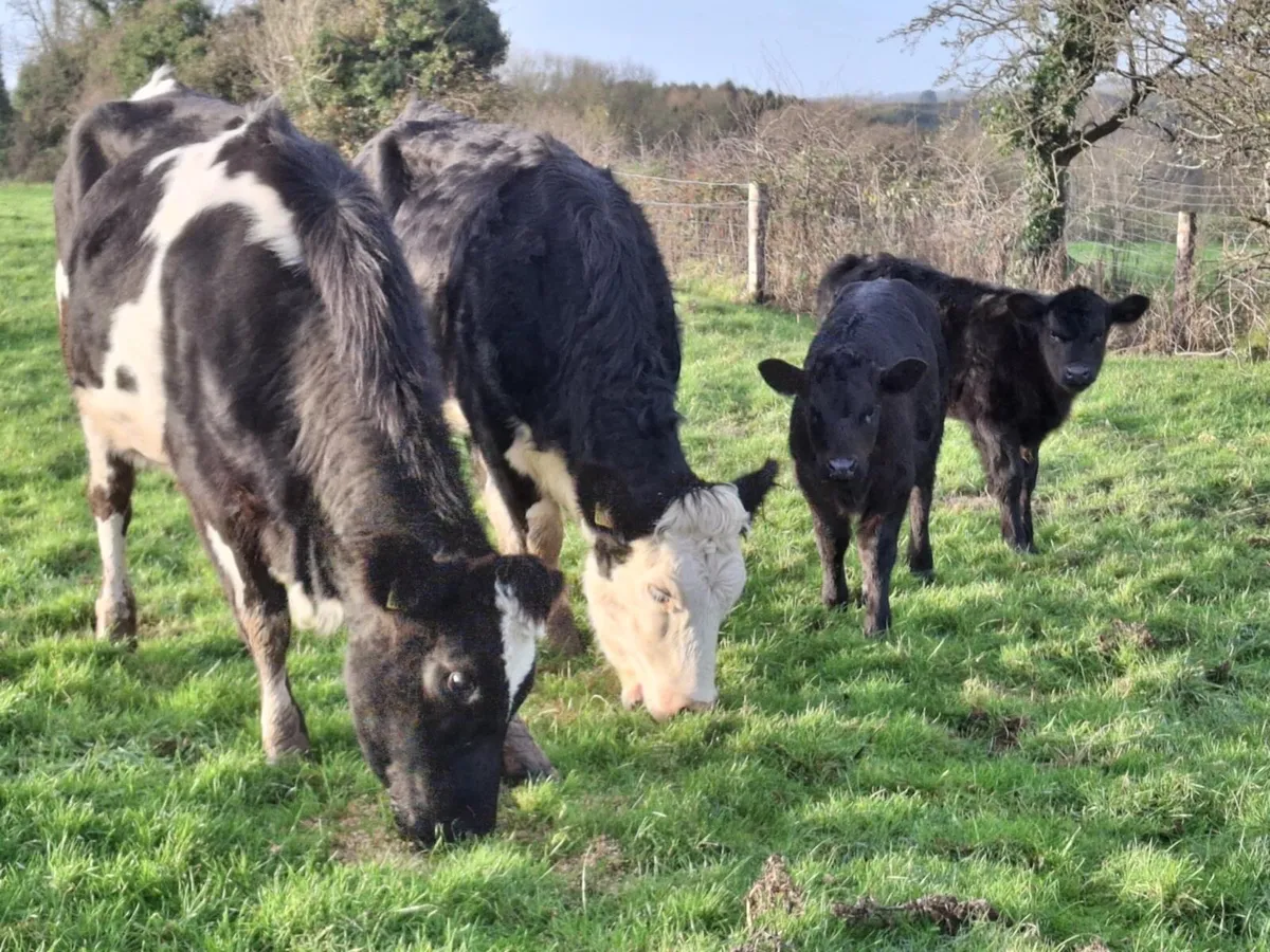 Calved heifers - Image 1