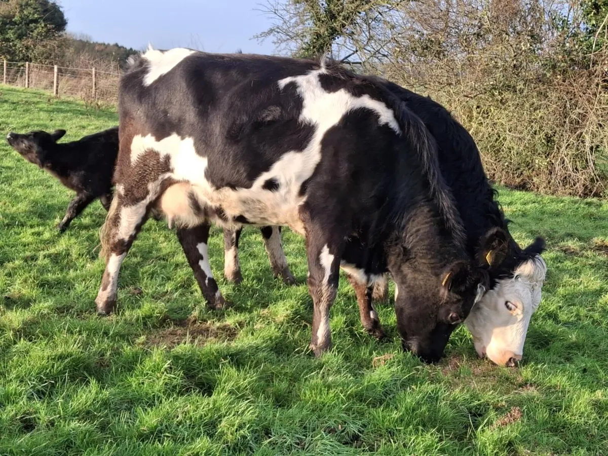 Calved heifers - Image 2