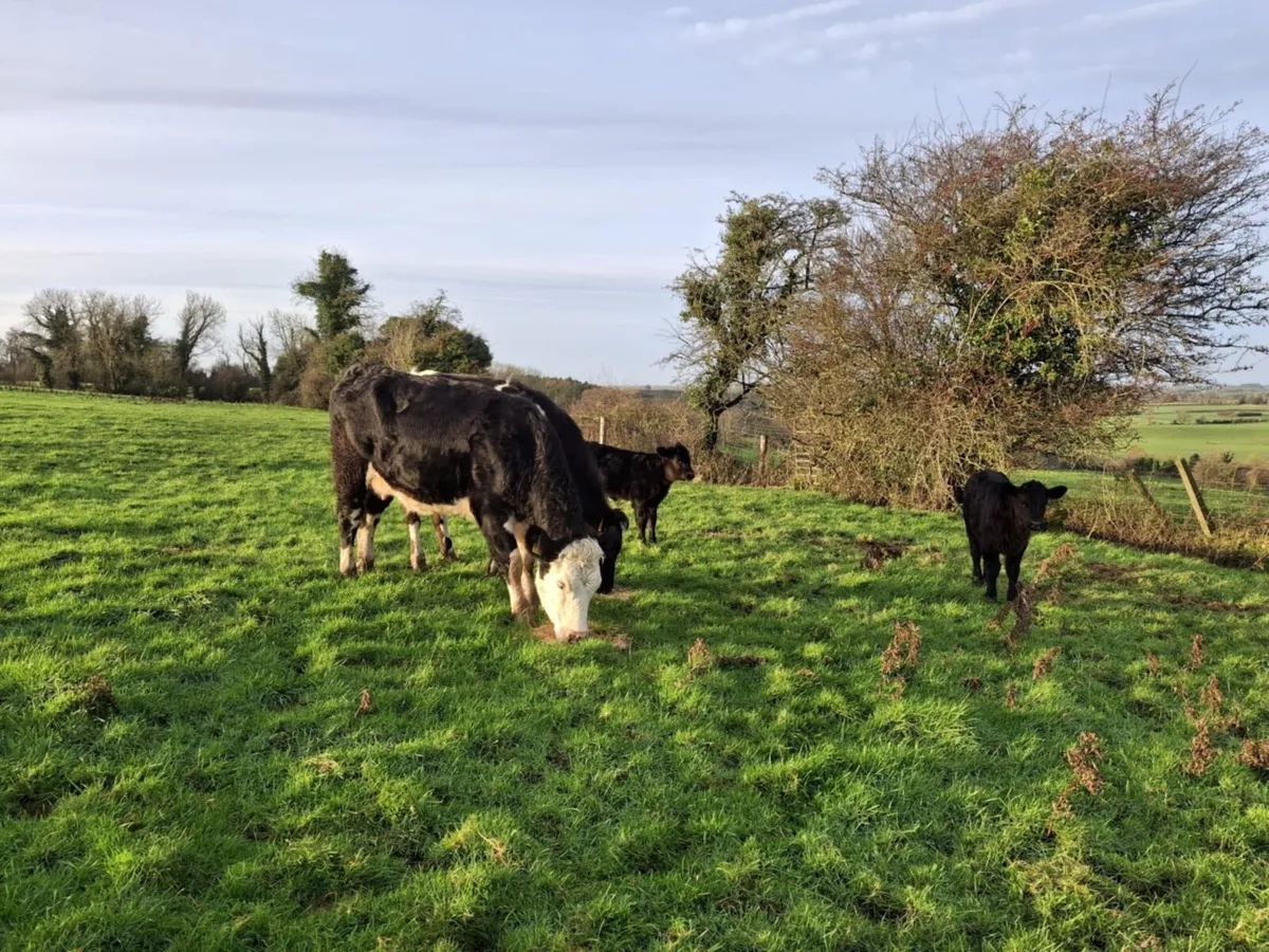 Calved heifers - Image 3