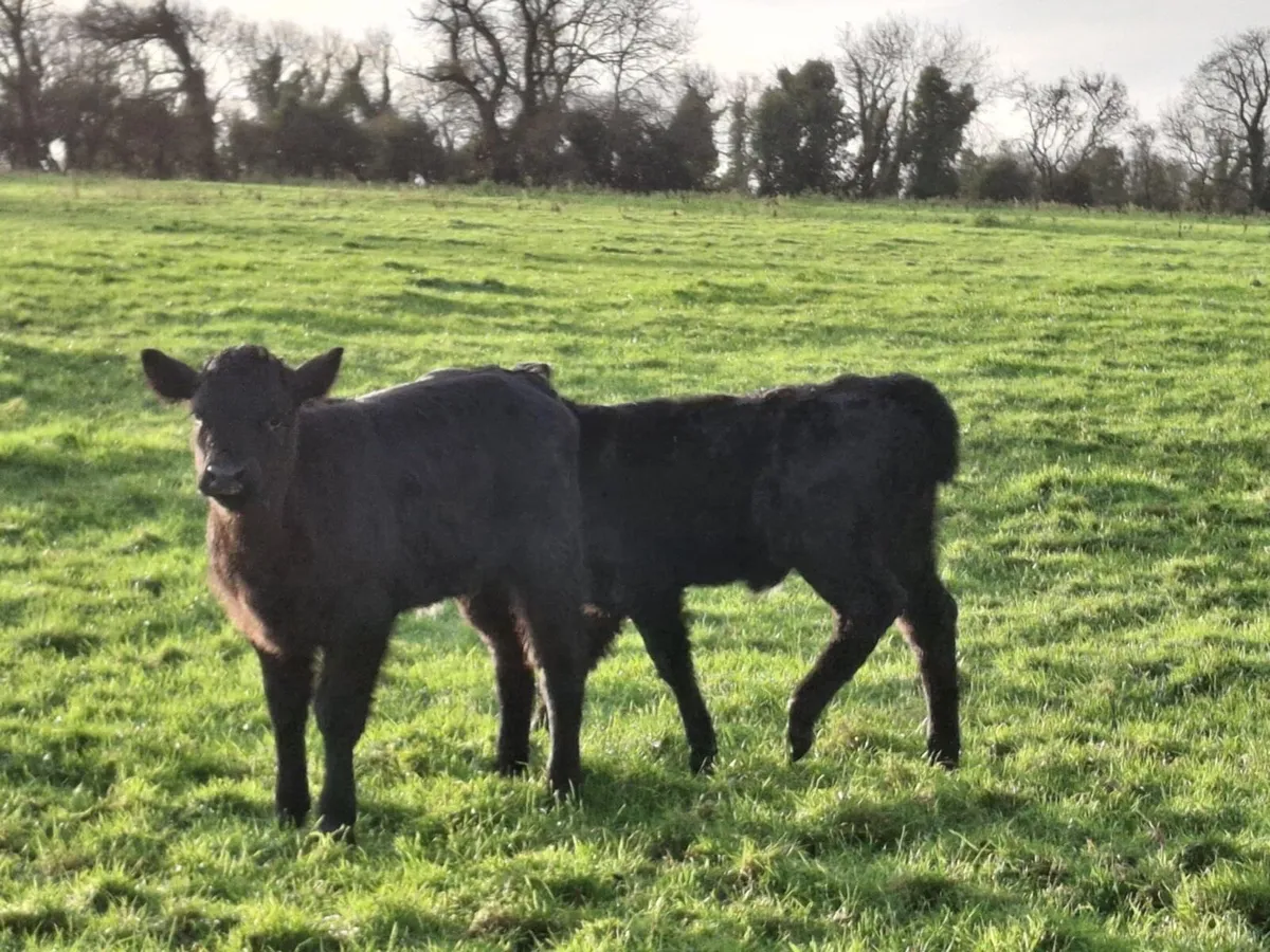Calved heifers - Image 4