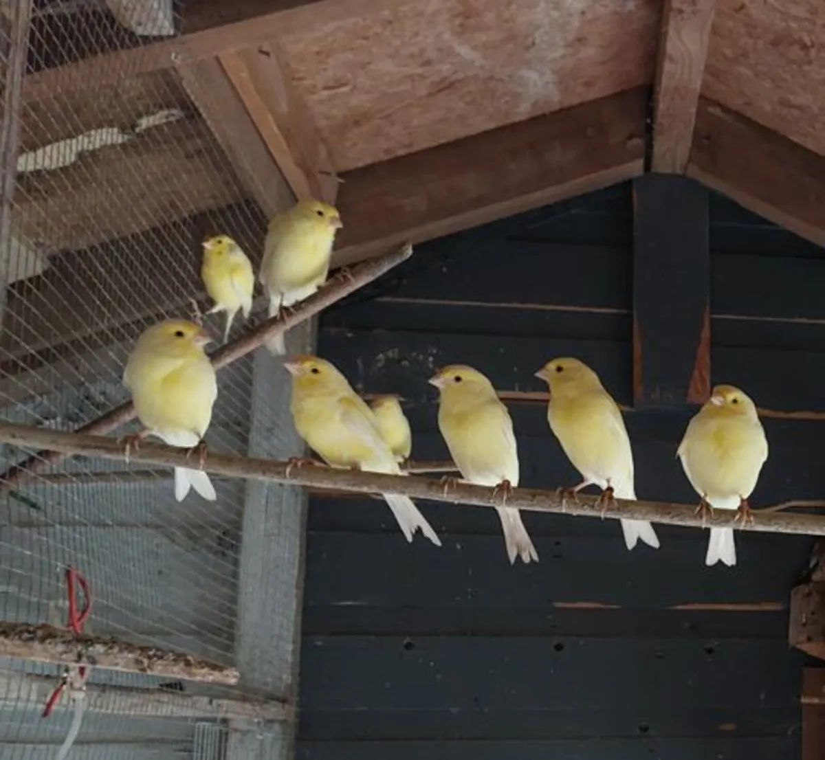 Roller Canaries