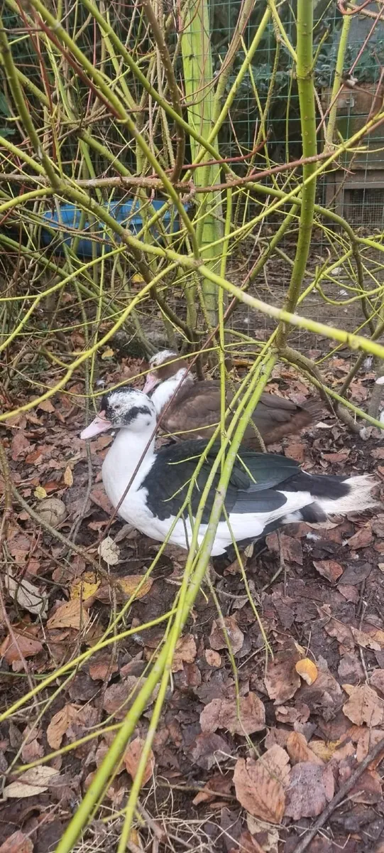 Muscovy Drake - Image 2