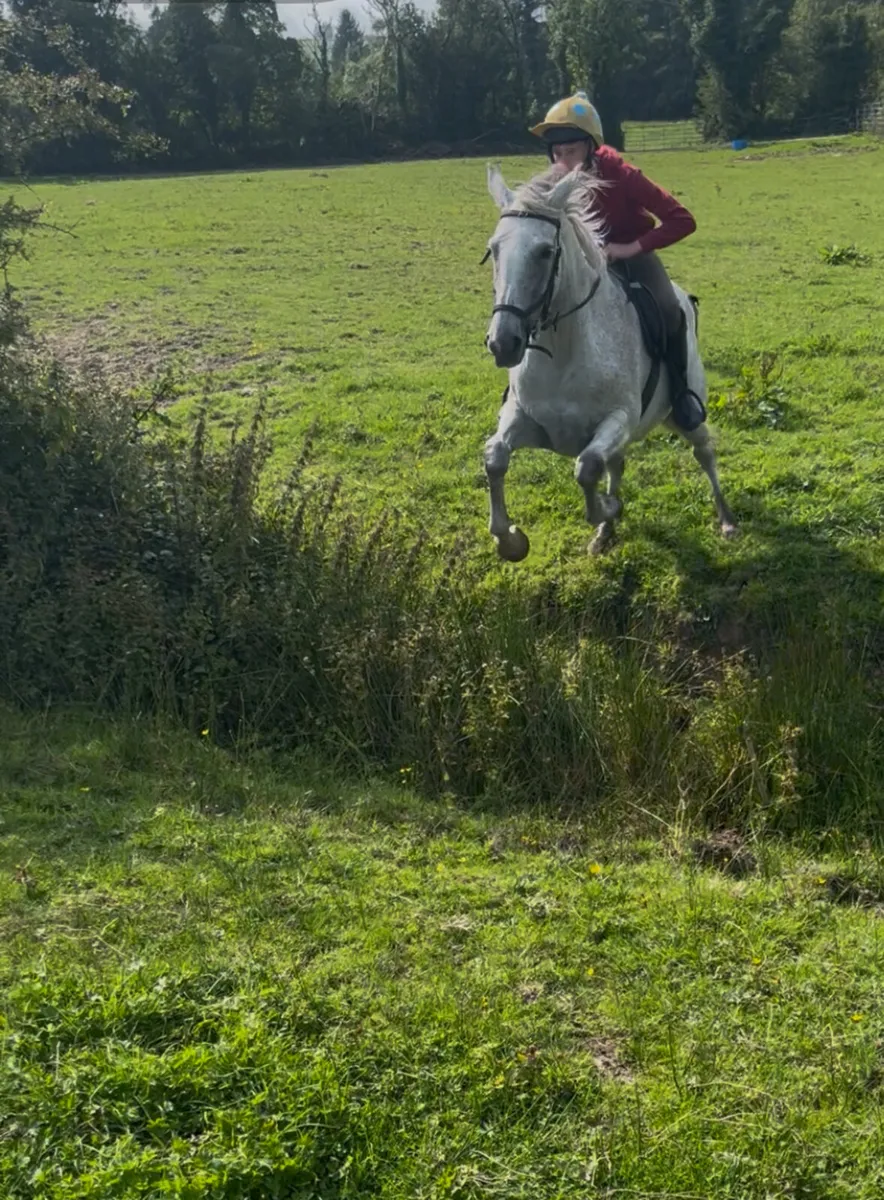 16,2 Irish sport horse - Image 1