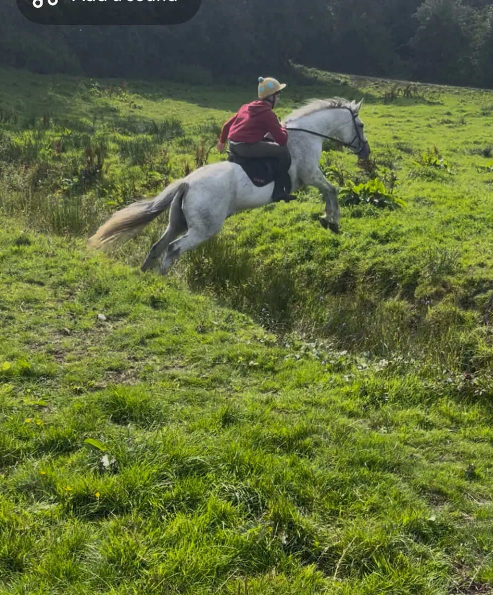 16,2 Irish sport horse - Image 2