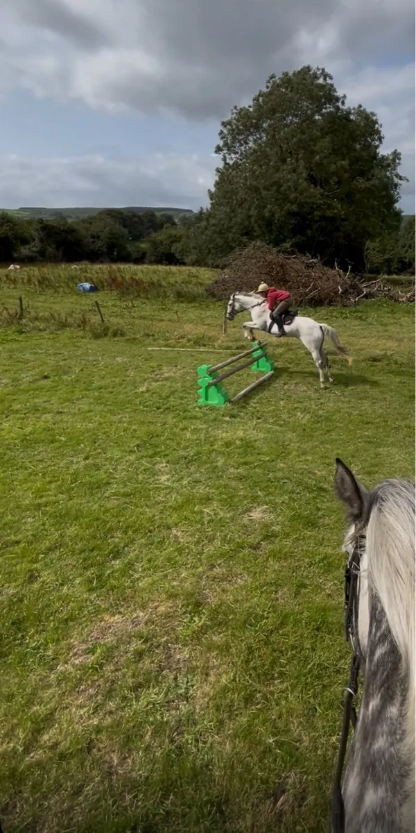 16,2 Irish sport horse - Image 3