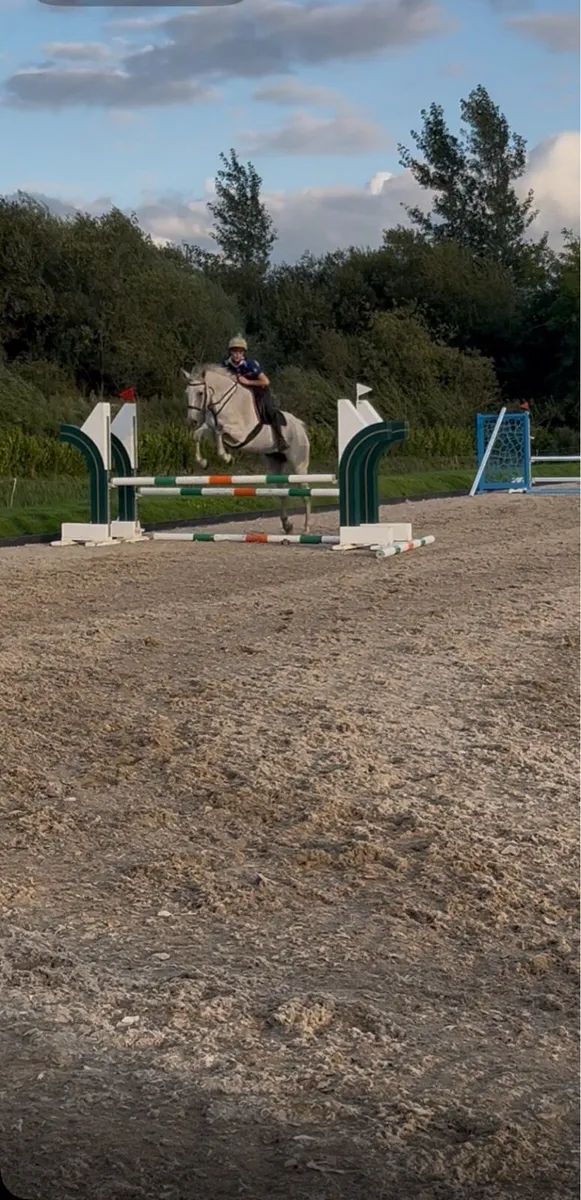 16,2 Irish sport horse - Image 4