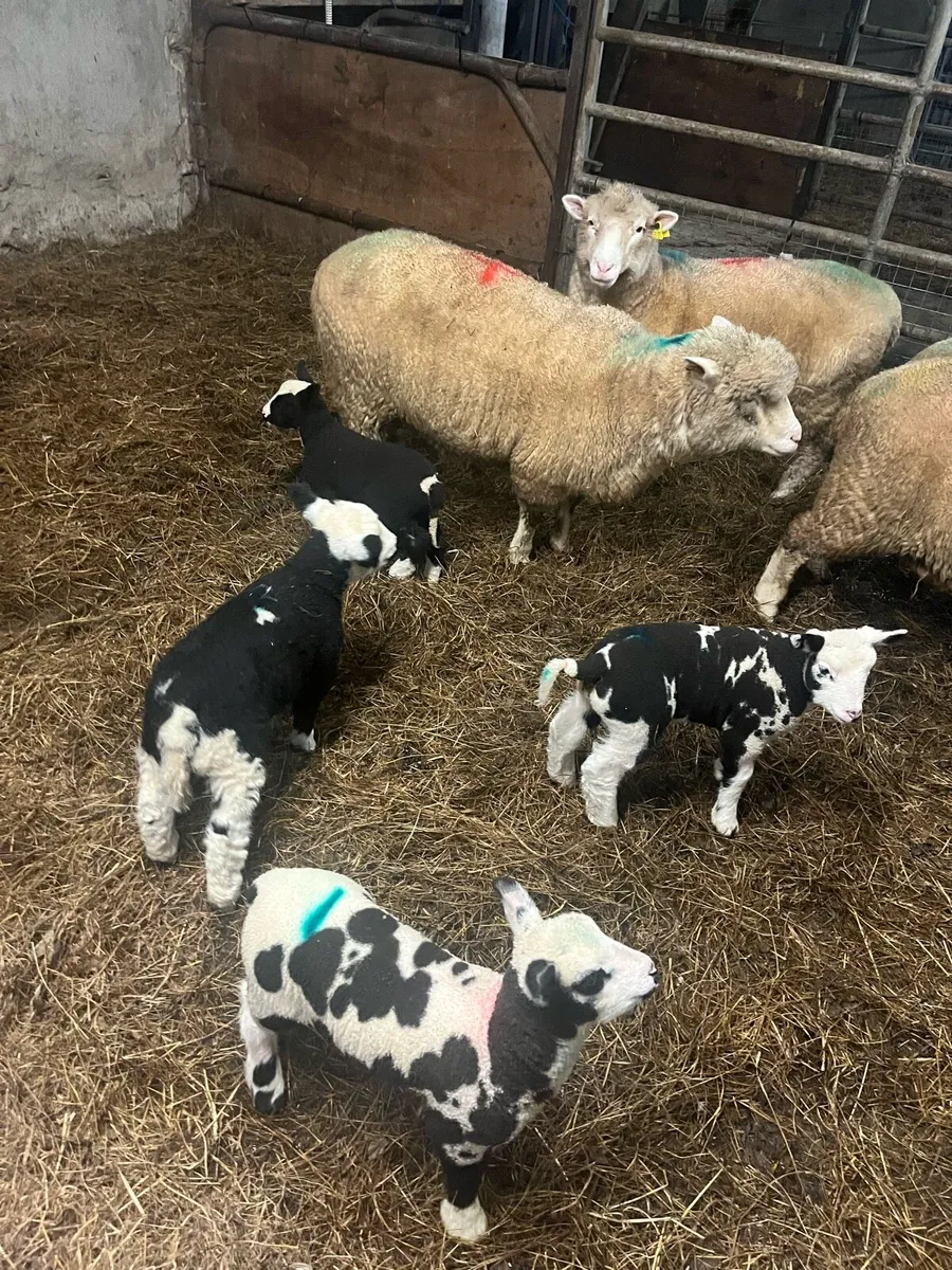 ramb lamb, ewe lamb spotted dutch and dorset ewe