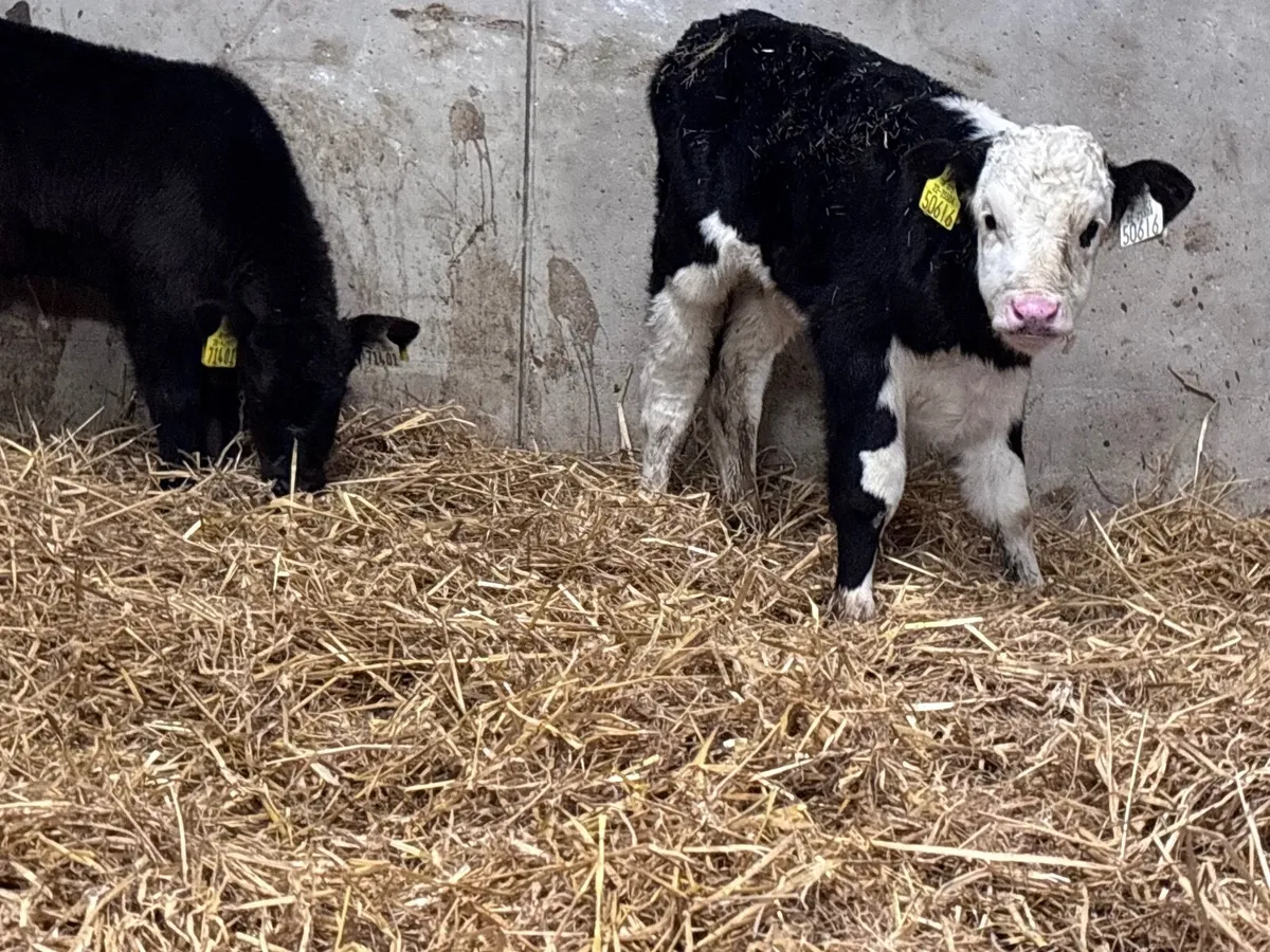 2 calves for sale @€345 - Image 1