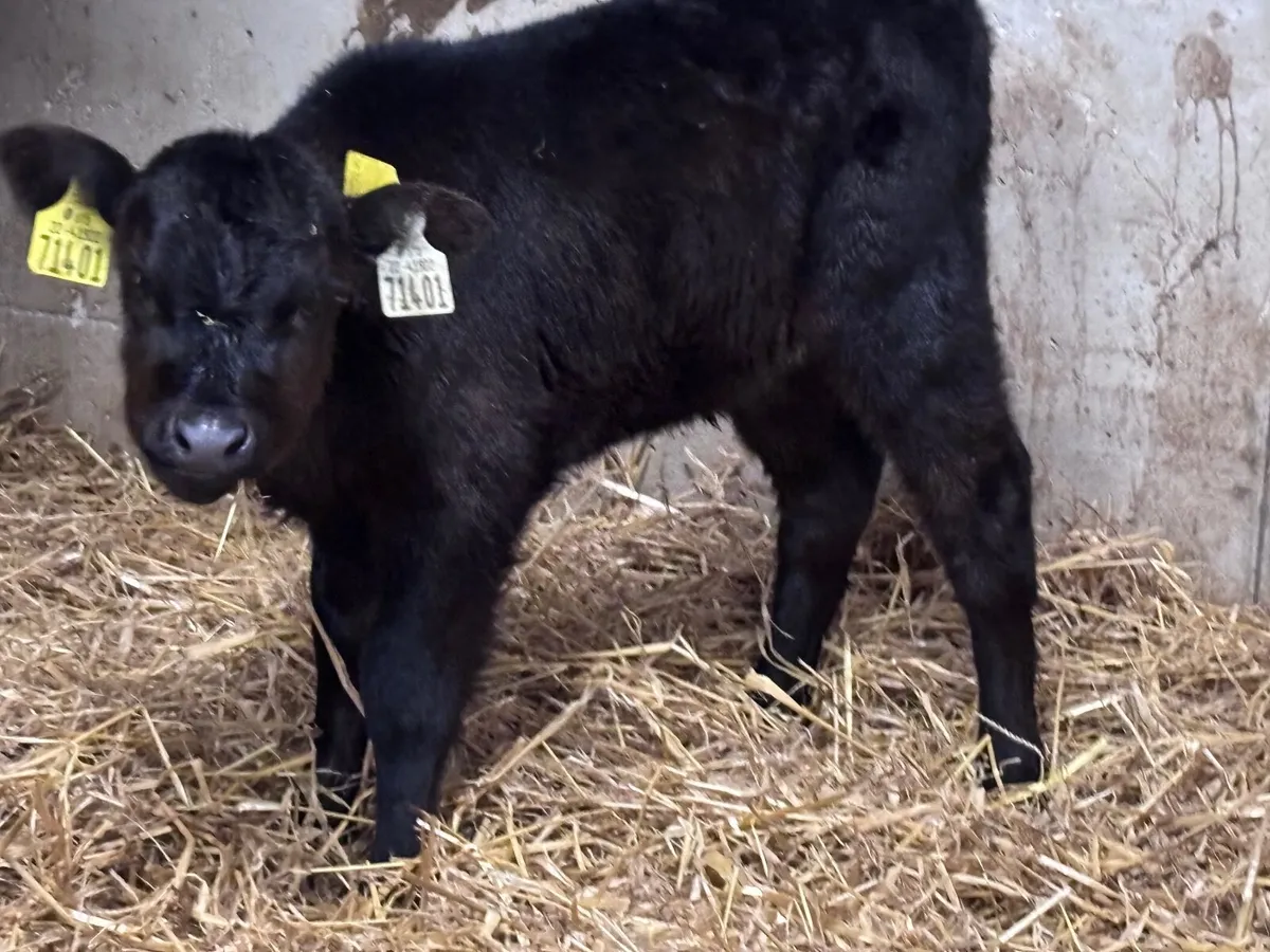 2 calves for sale @€345 - Image 2