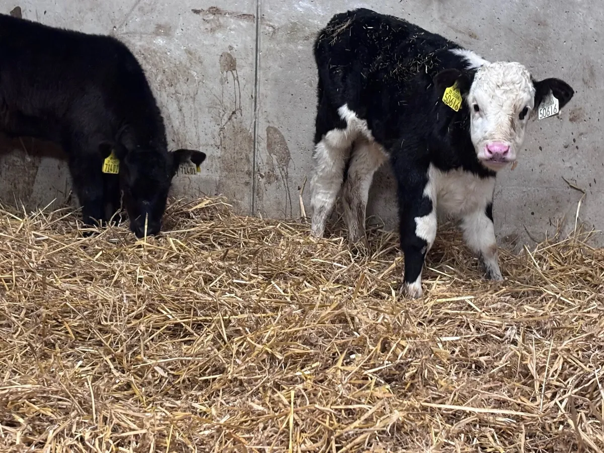 2 calves for sale @€345 - Image 3