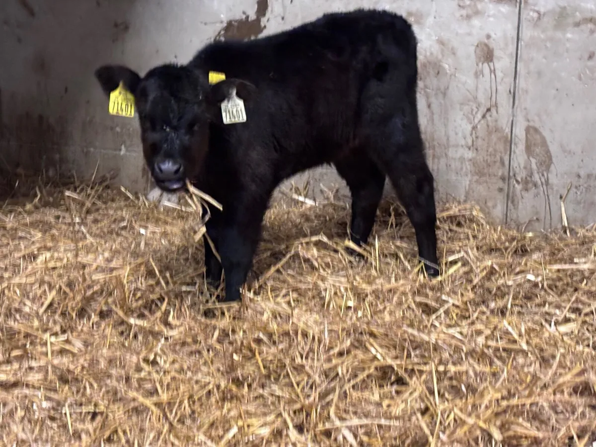 2 calves for sale @€345 - Image 4