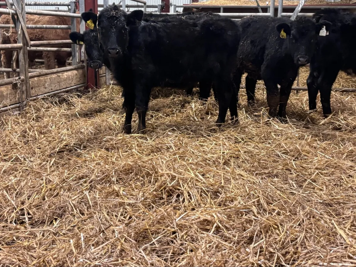 5 ABERDEEN ANGUS weanling heifers for sale @€825 - Image 1