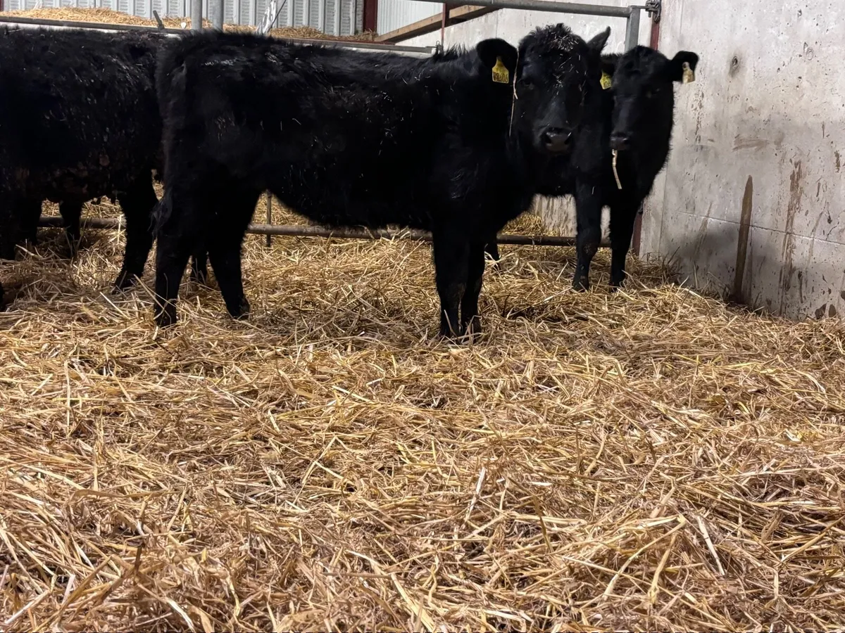 5 ABERDEEN ANGUS weanling heifers for sale @€825 - Image 2