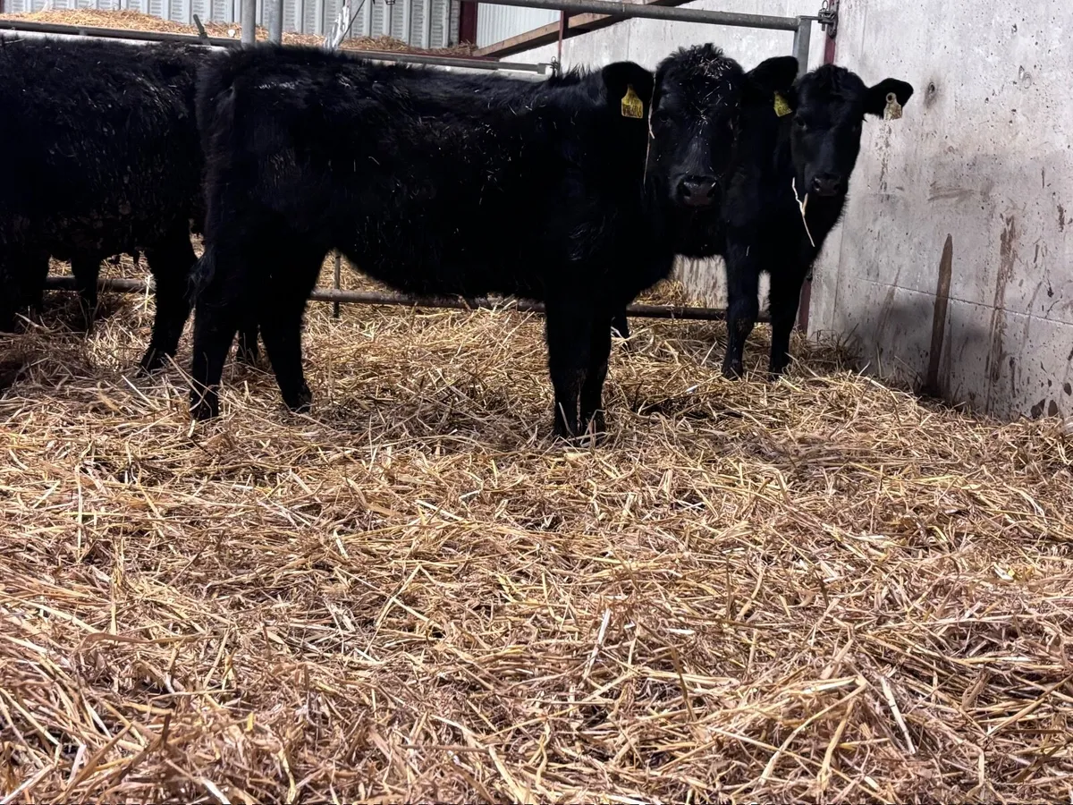 5 ABERDEEN ANGUS weanling heifers for sale @€825 - Image 3