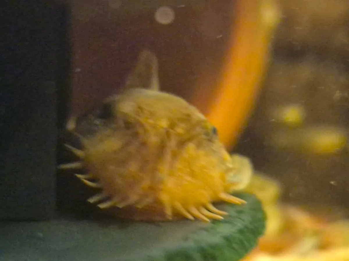 Super Red plecos. Short fin & Long fin. - Image 1