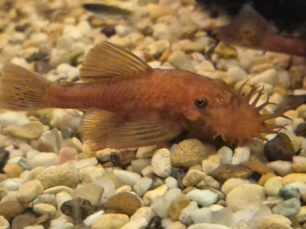 Super Red plecos. Short fin & Long fin. - Image 4