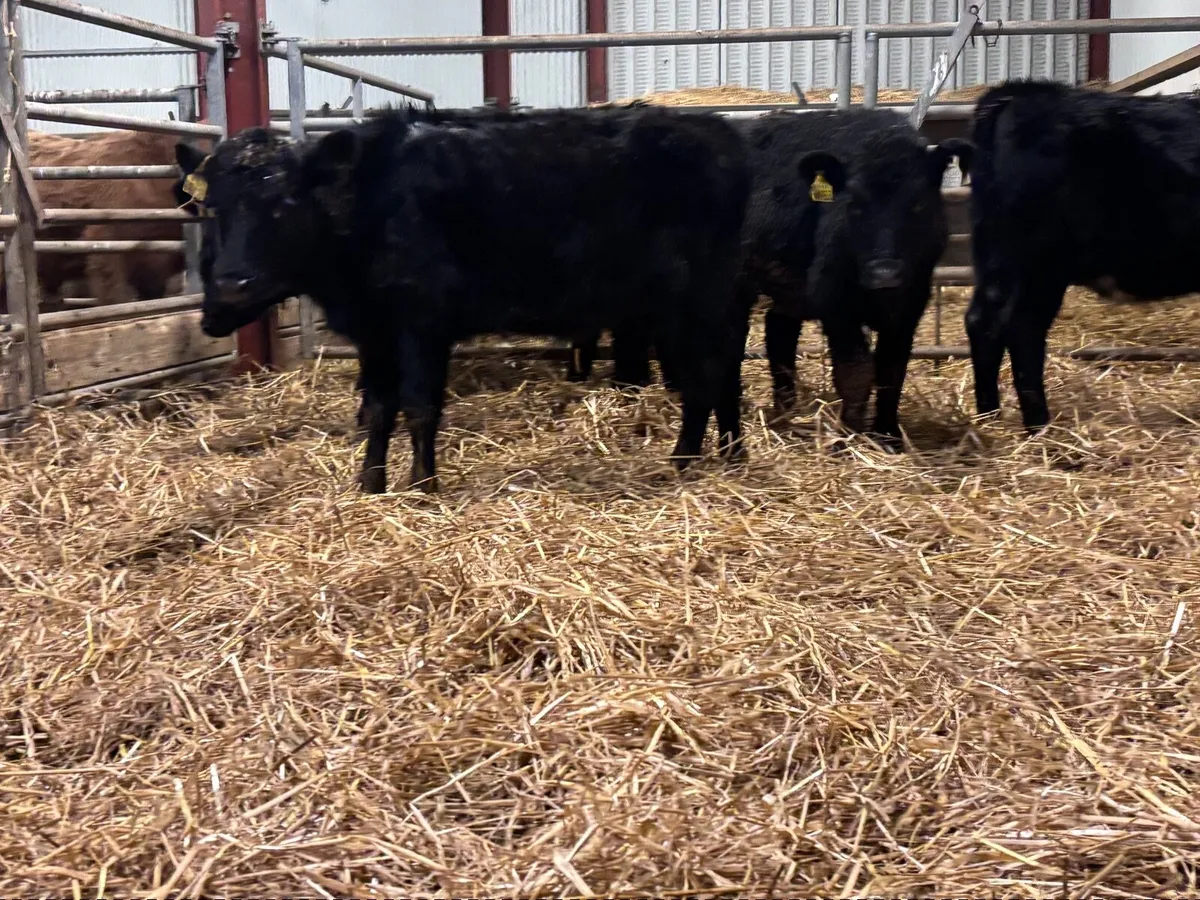 5 ABERDEEN ANGUS weanling heifers for sale @€825 - Image 4
