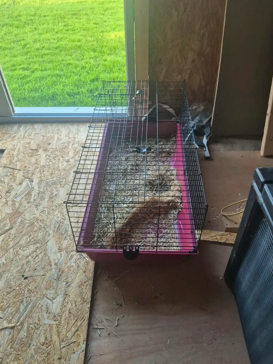 Rabbit hutch - Image 4