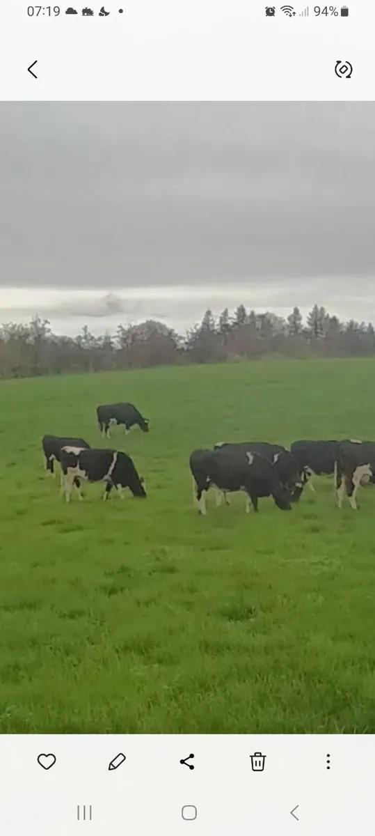 Incalf friesian heifers