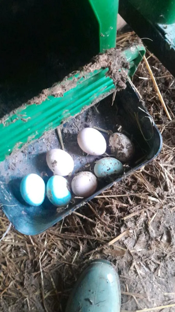 4 point of lay green egg  pullets and a Cockerell - Image 1