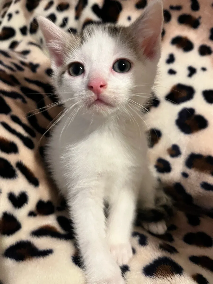 Just one male kitten left - Image 2