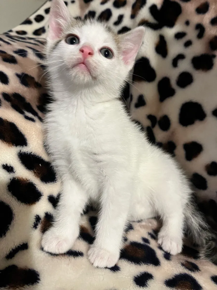 Just one male kitten left - Image 3