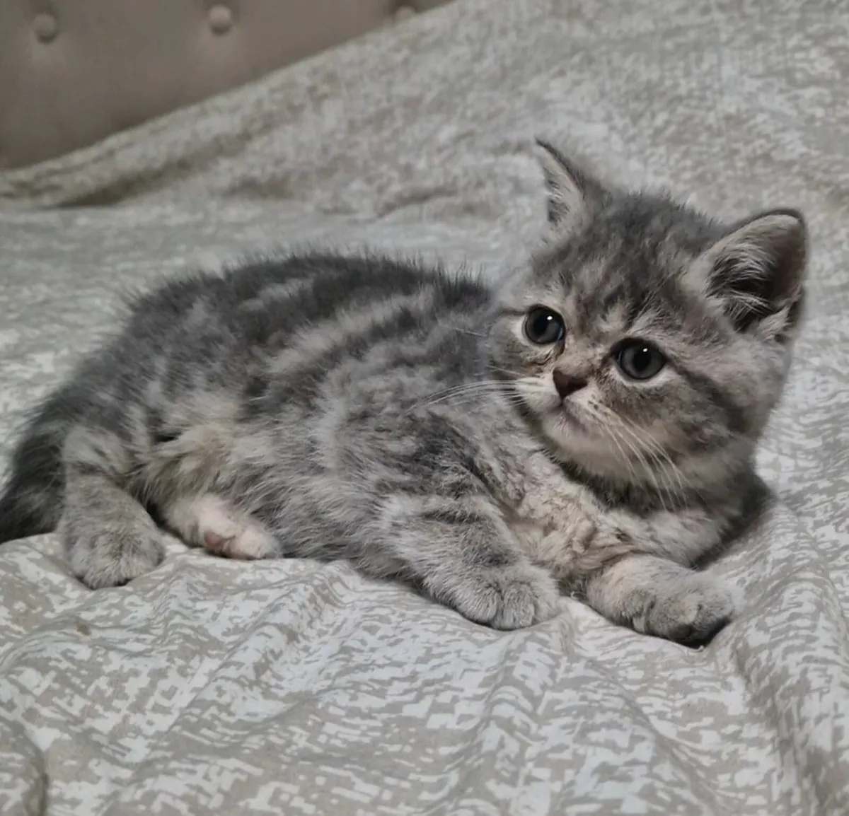 Scottish kittens - Image 2