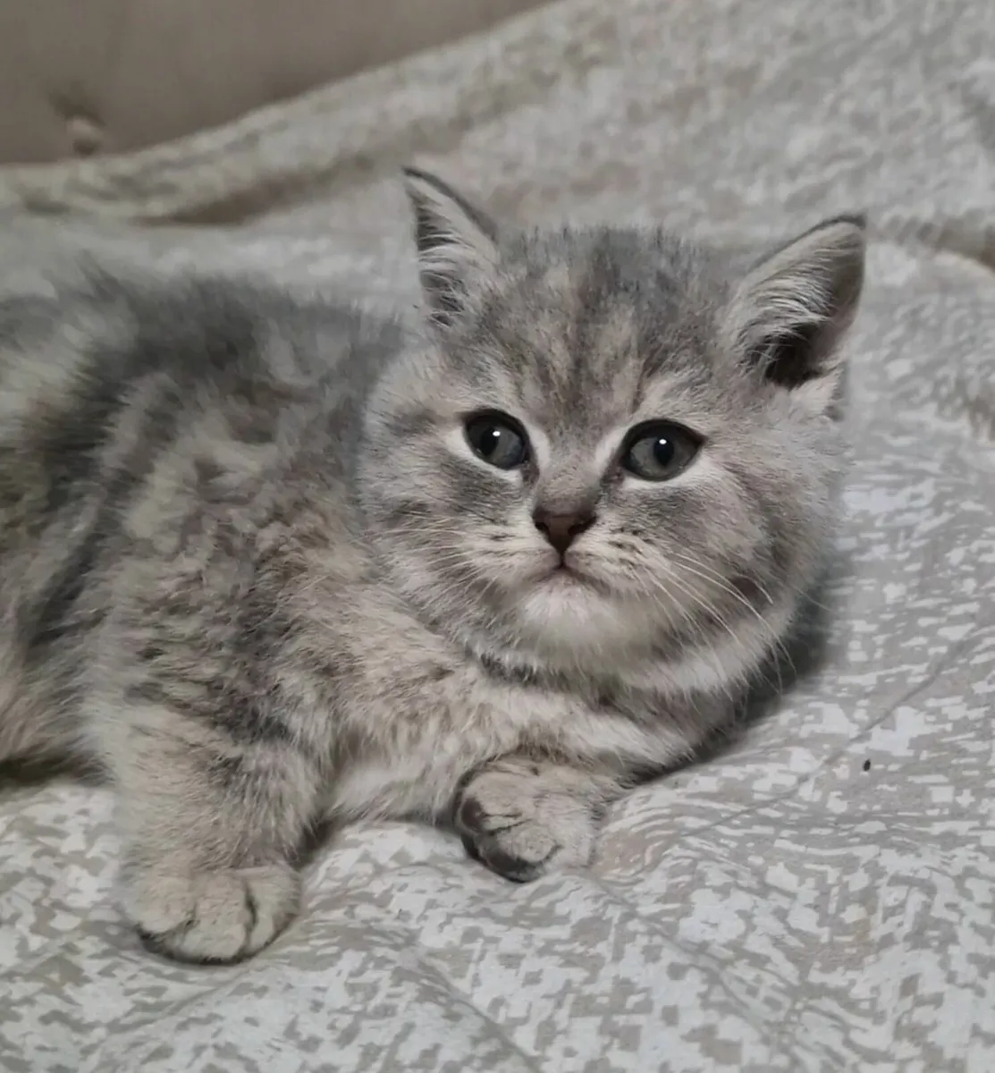 Scottish kittens - Image 3