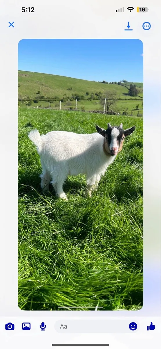 Pygmy goats - Image 4