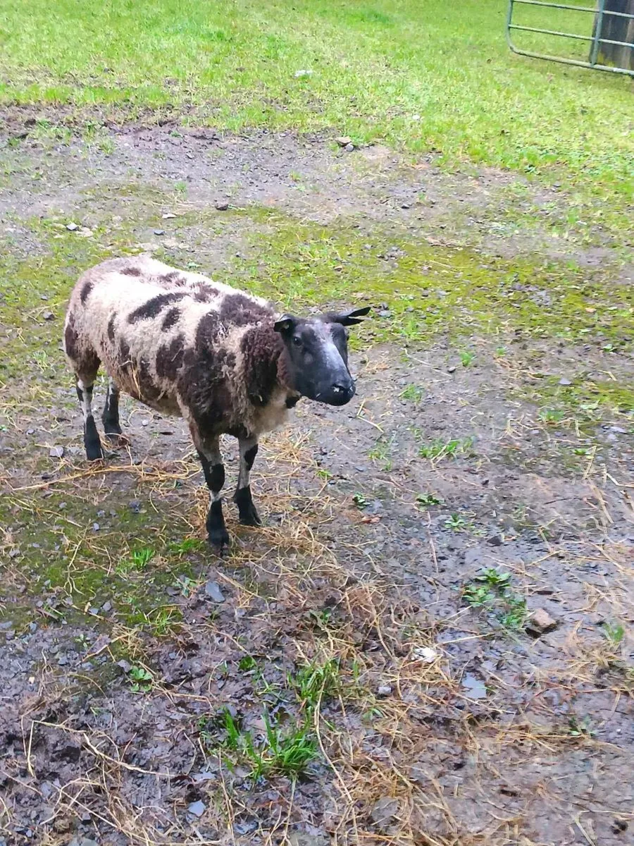 Dutch spotted - Image 1