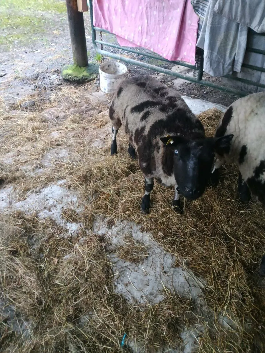 Dutch spotted - Image 2