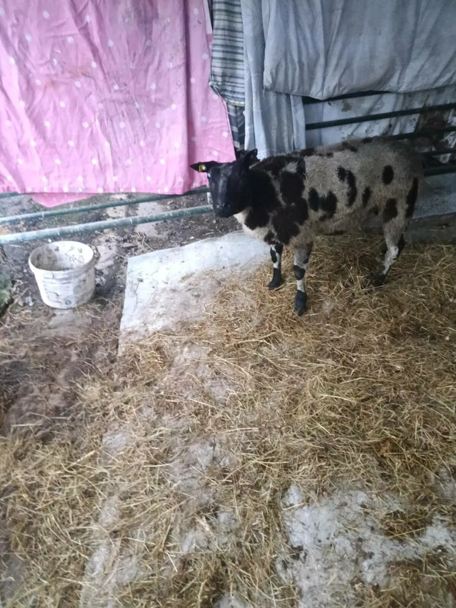 Dutch spotted - Image 3