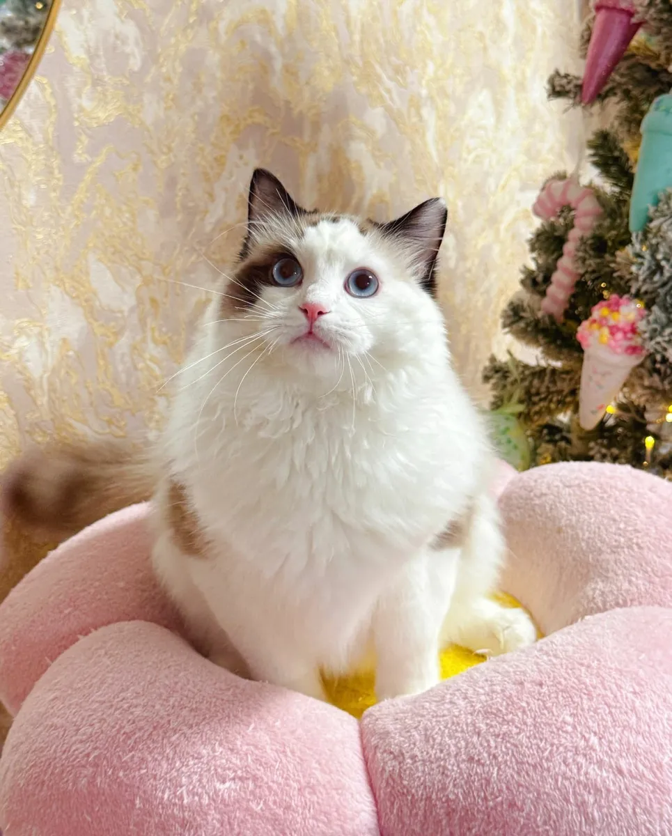Purebred Ragdoll cat for sale TICA registered - Image 1