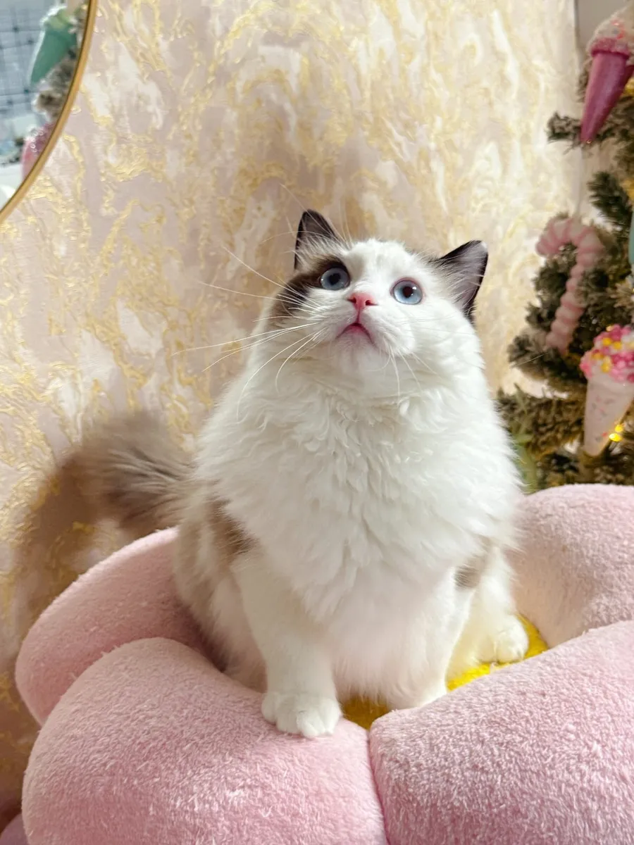 Purebred Ragdoll cat for sale TICA registered - Image 2