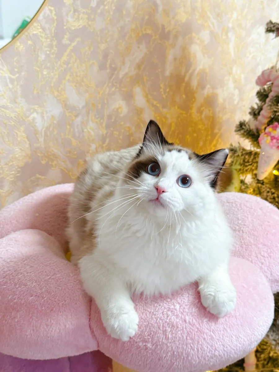 Purebred Ragdoll cat for sale TICA registered - Image 3