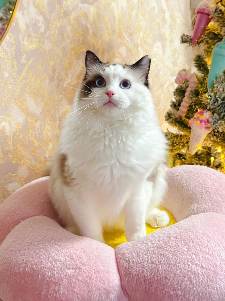 Purebred Ragdoll cat for sale TICA registered - Image 4