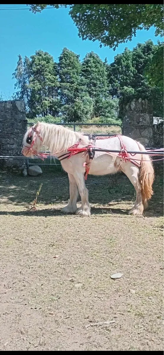 12/2 filly - Image 1