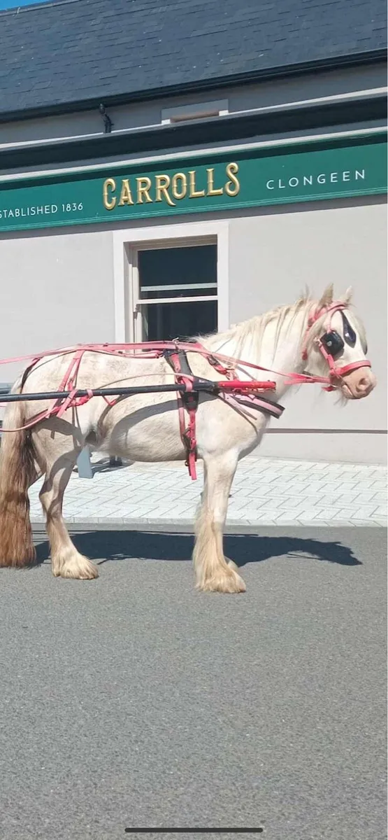 12/2 filly - Image 2