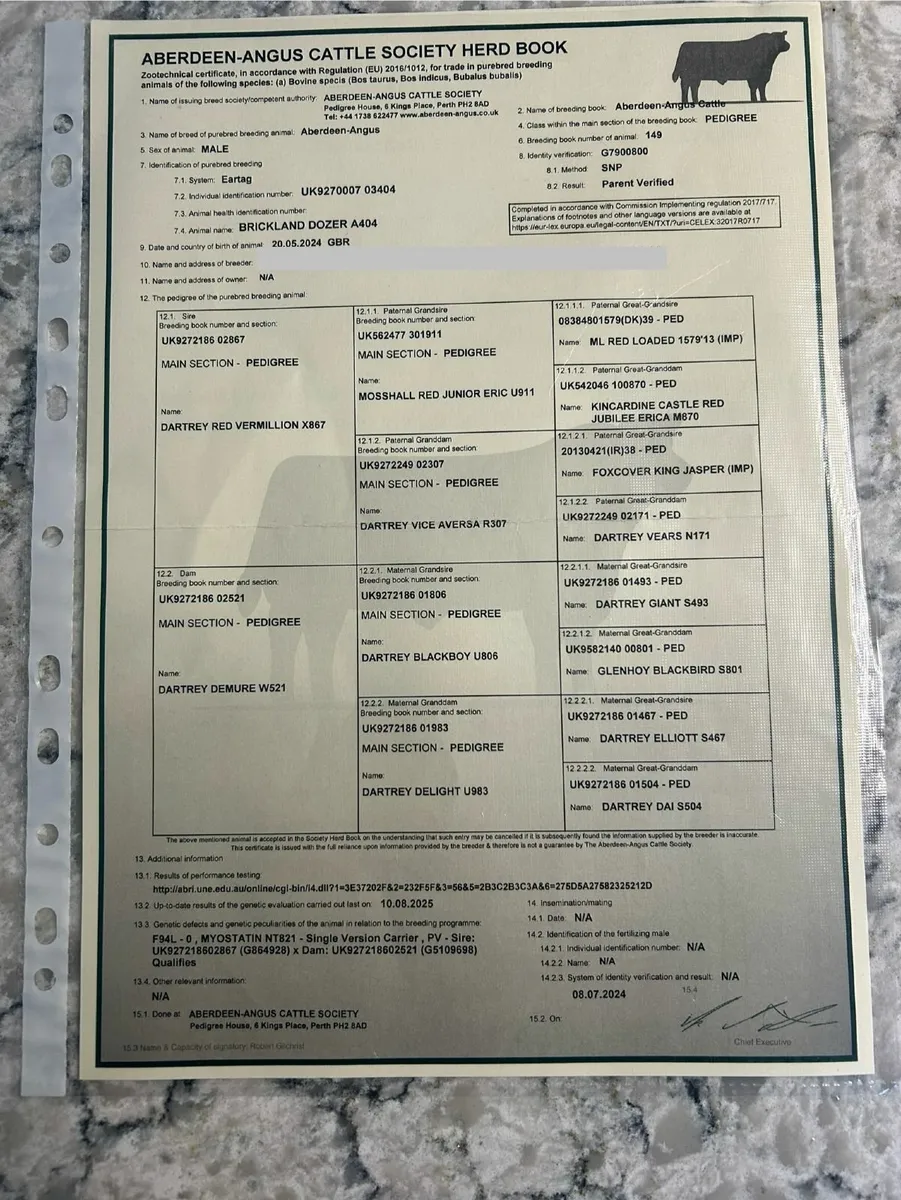 Pedigree Aberdeen Angus Bull - Image 4