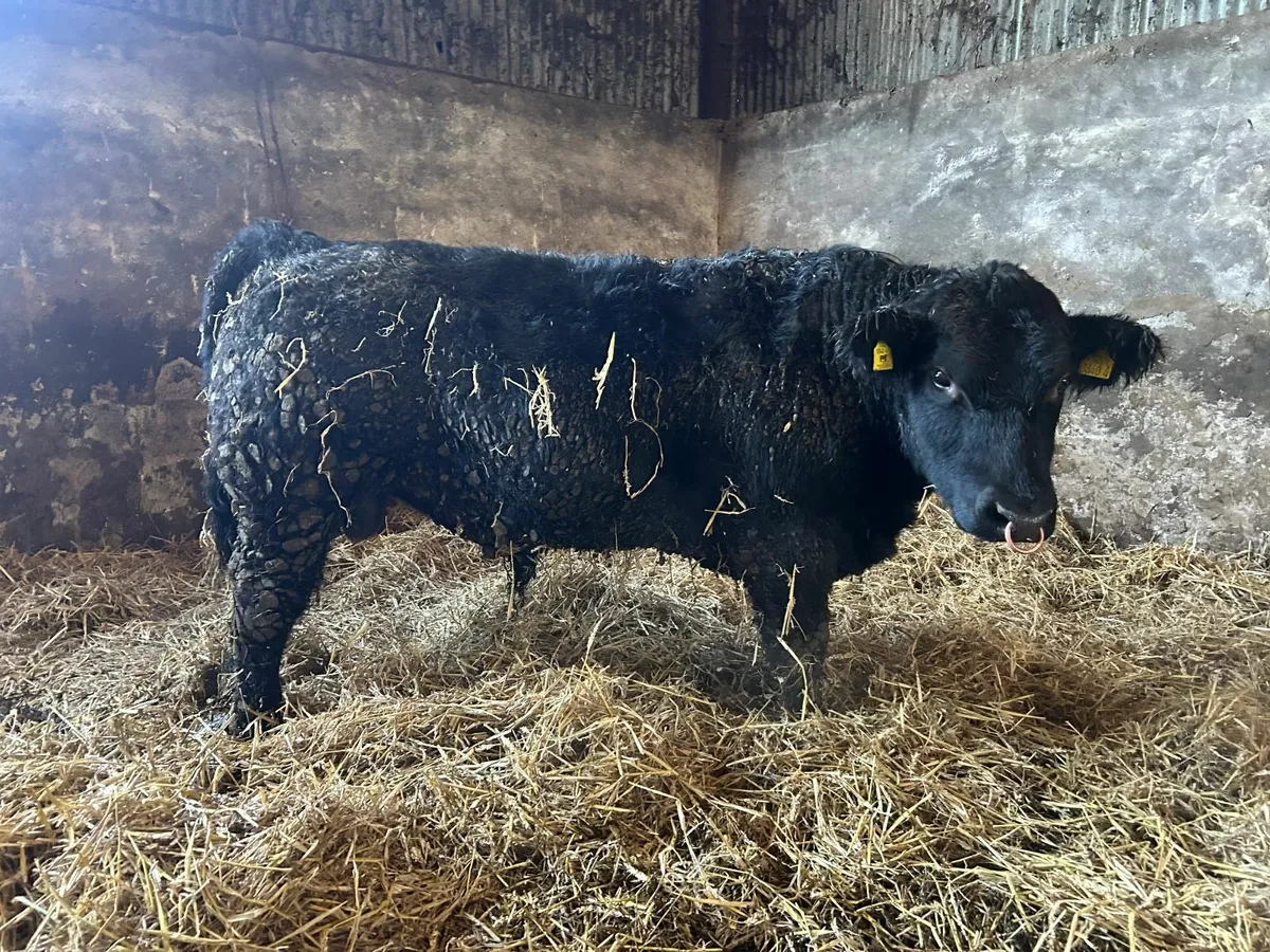Pedigree Aberdeen Angus Bull - Image 1
