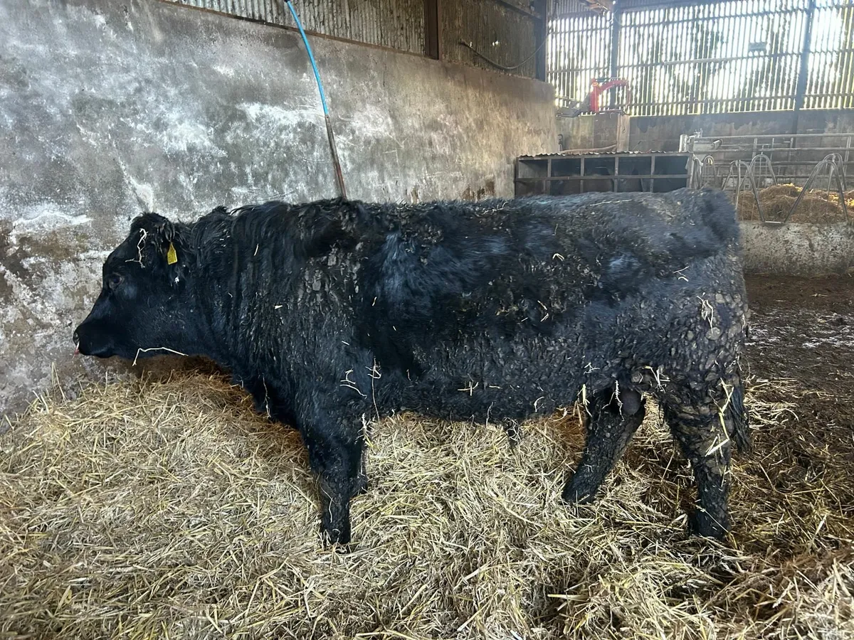 Pedigree Aberdeen Angus Bull - Image 3