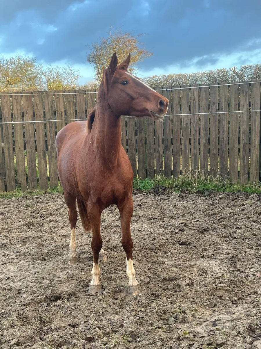 Emerald 3 yr old - Image 1