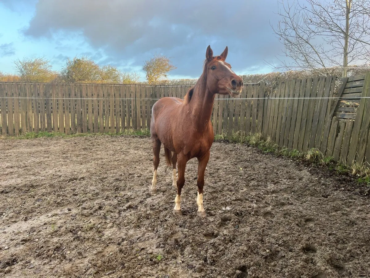 Emerald 3 yr old - Image 2