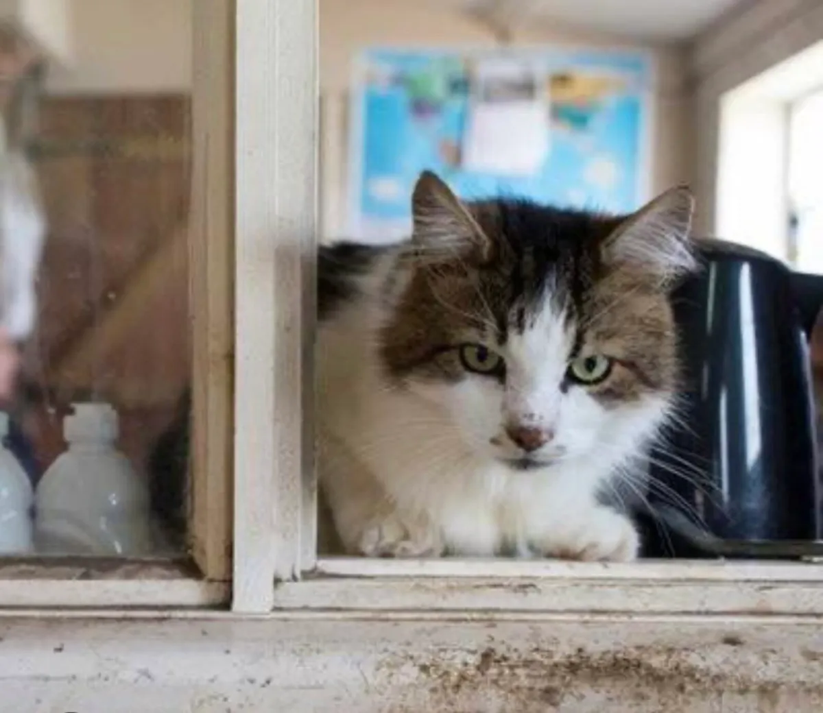 Free furniture** - Image 4