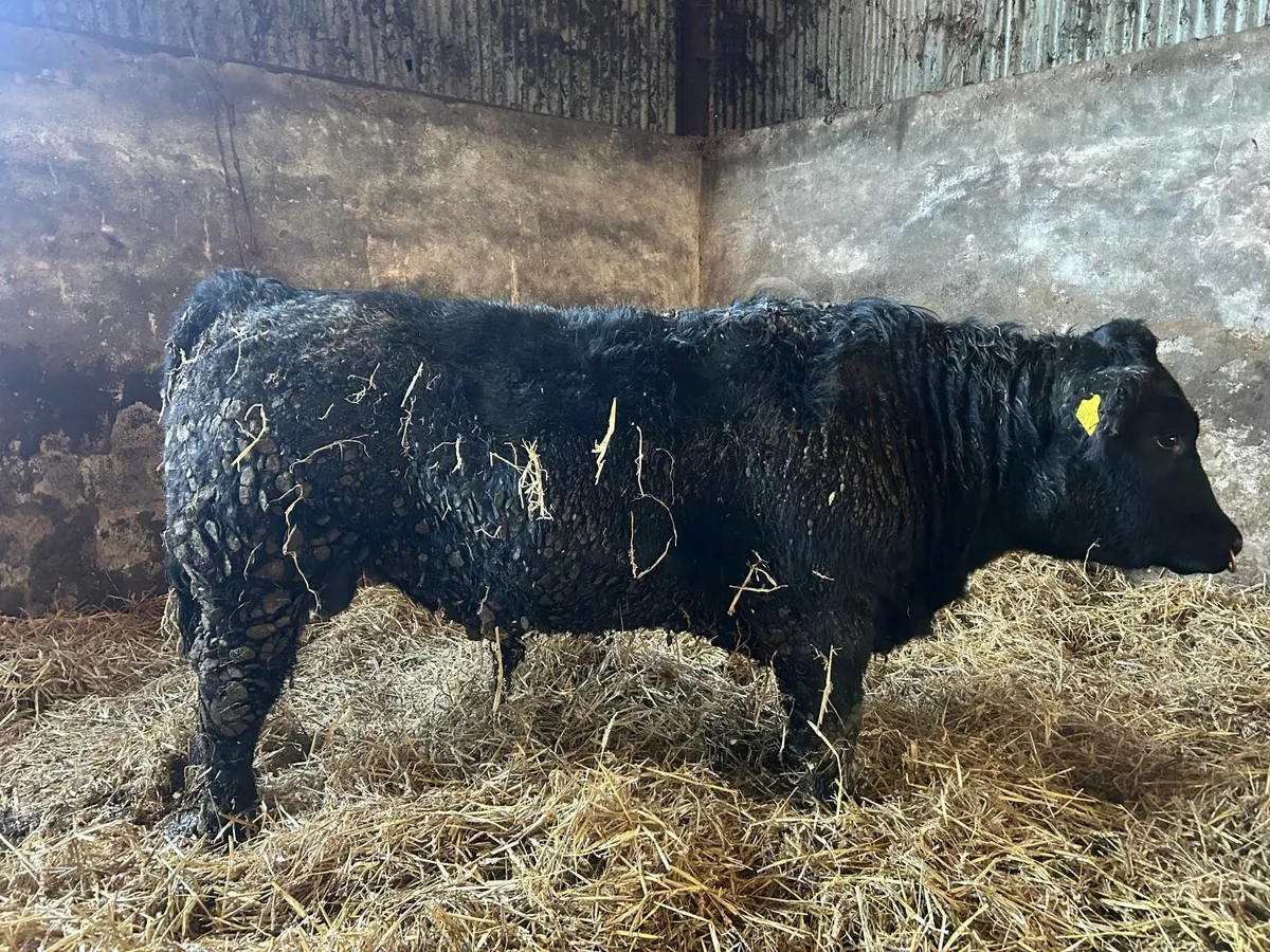 Pedigree Aberdeen Angus Bull - Image 2