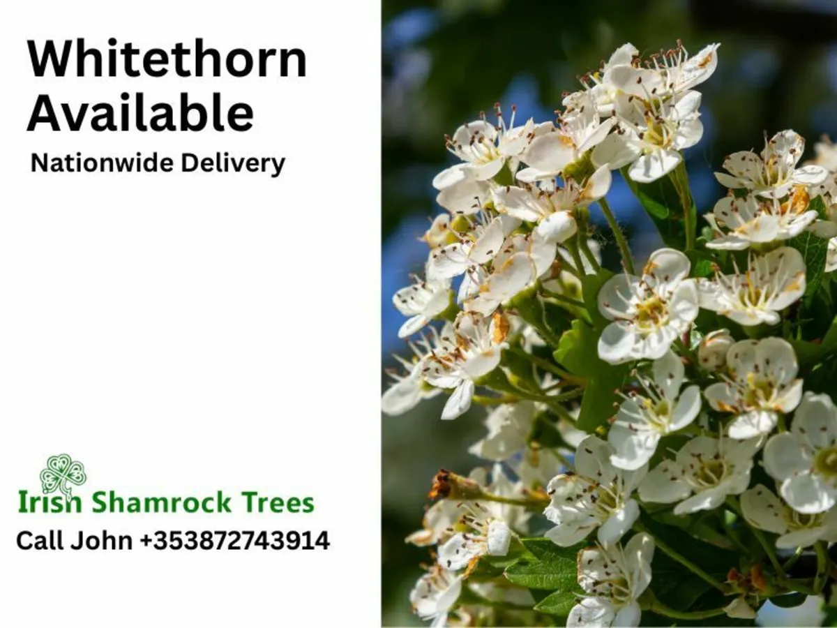 Whitethorn Hedging