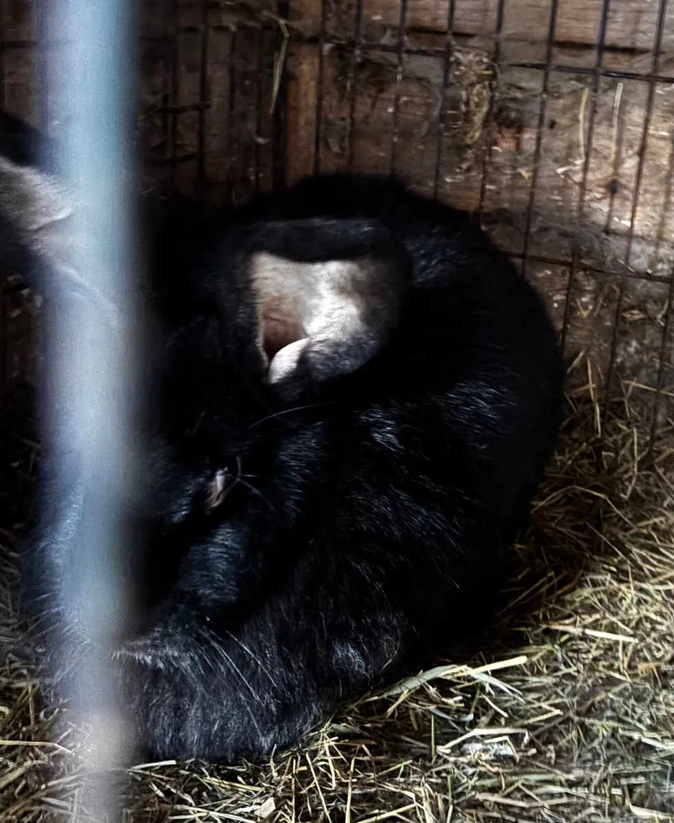 Flemish Giant rabbits - Image 2