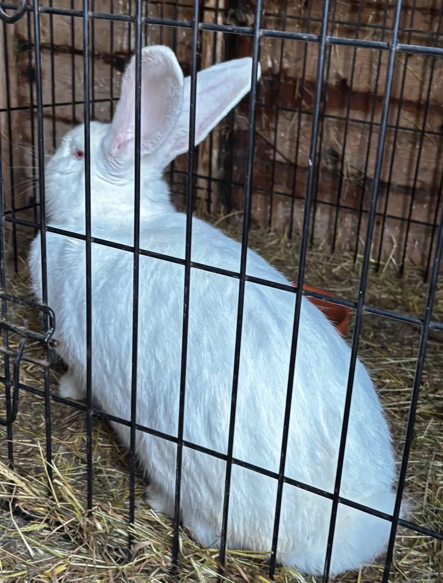 Flemish Giant rabbits - Image 1