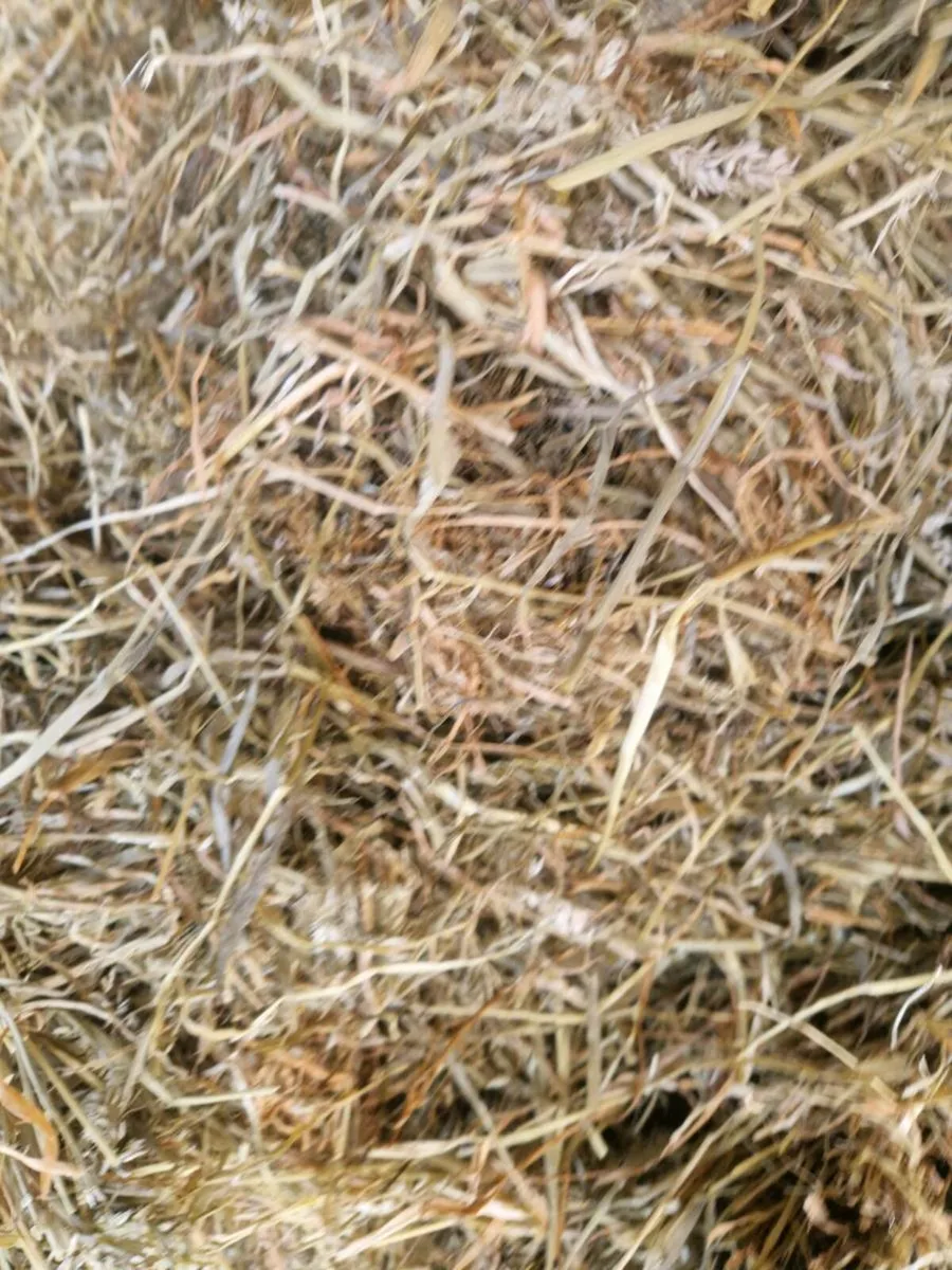 Silage - Image 3