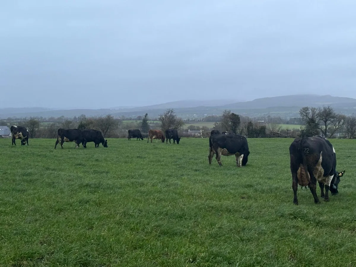 April Early May Calvers Still Milking - Image 1